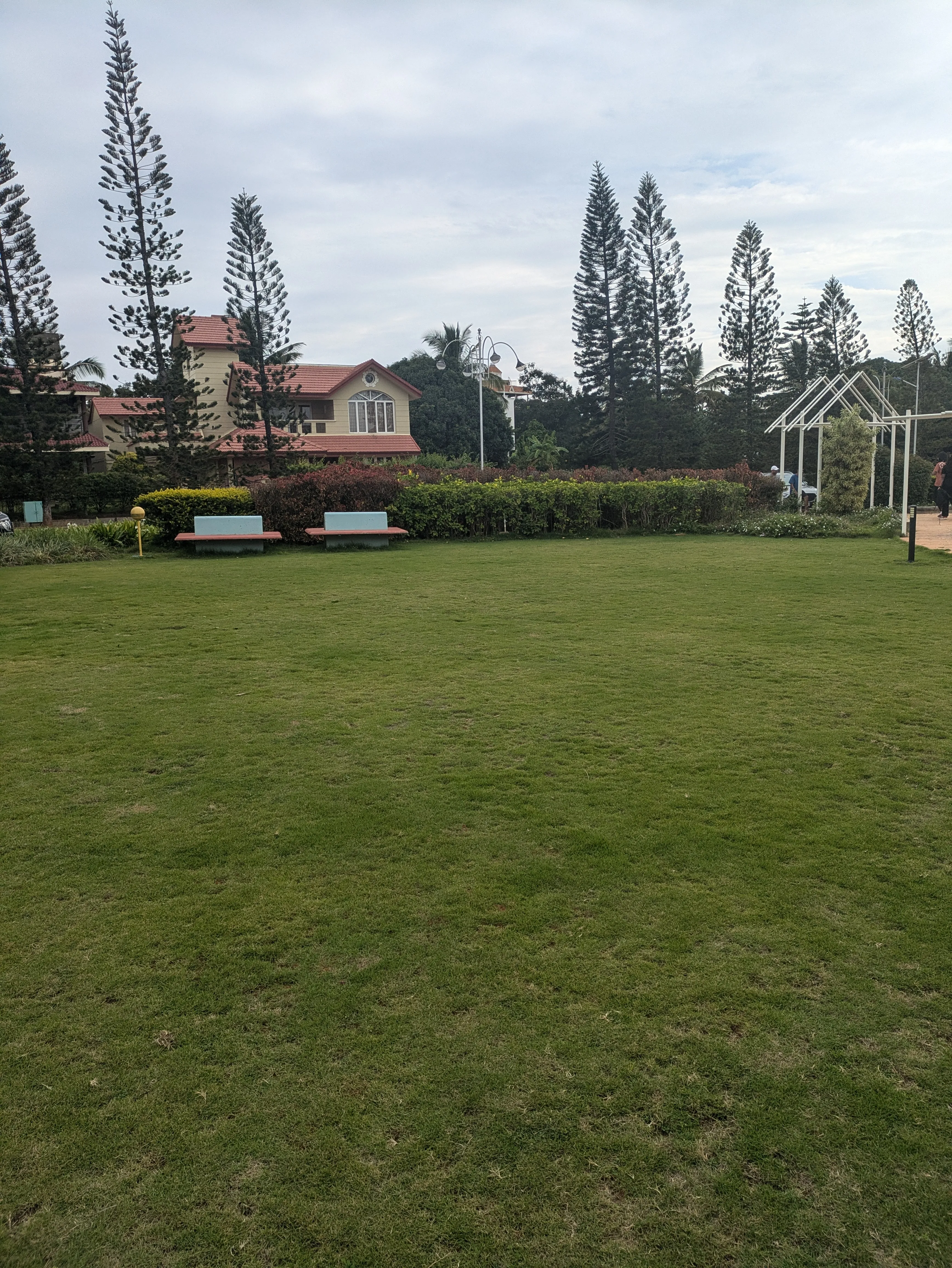Open lawn lined with pine trees at the resort